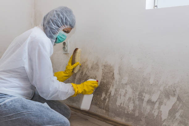 Mold Odor Removal Services in Kahoka, MO